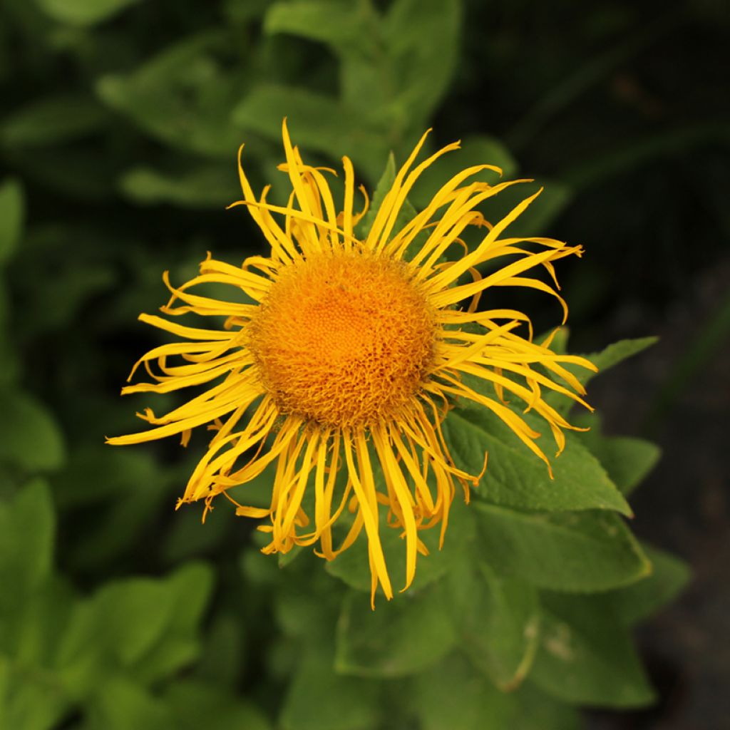 Idänhirvenjuuri - Inula orientalis