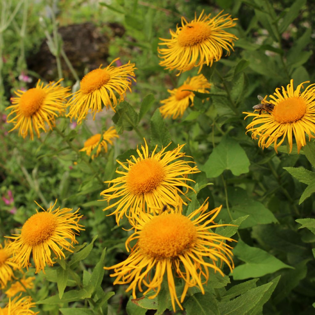 Idänhirvenjuuri - Inula orientalis