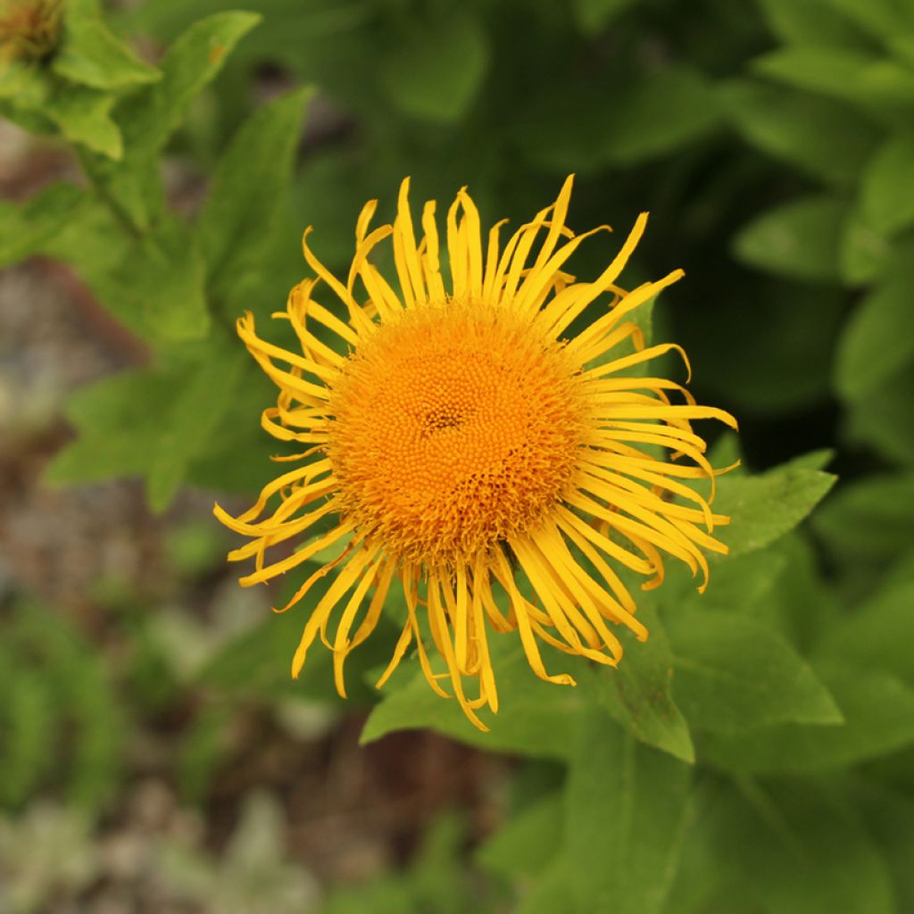 Idänhirvenjuuri - Inula orientalis