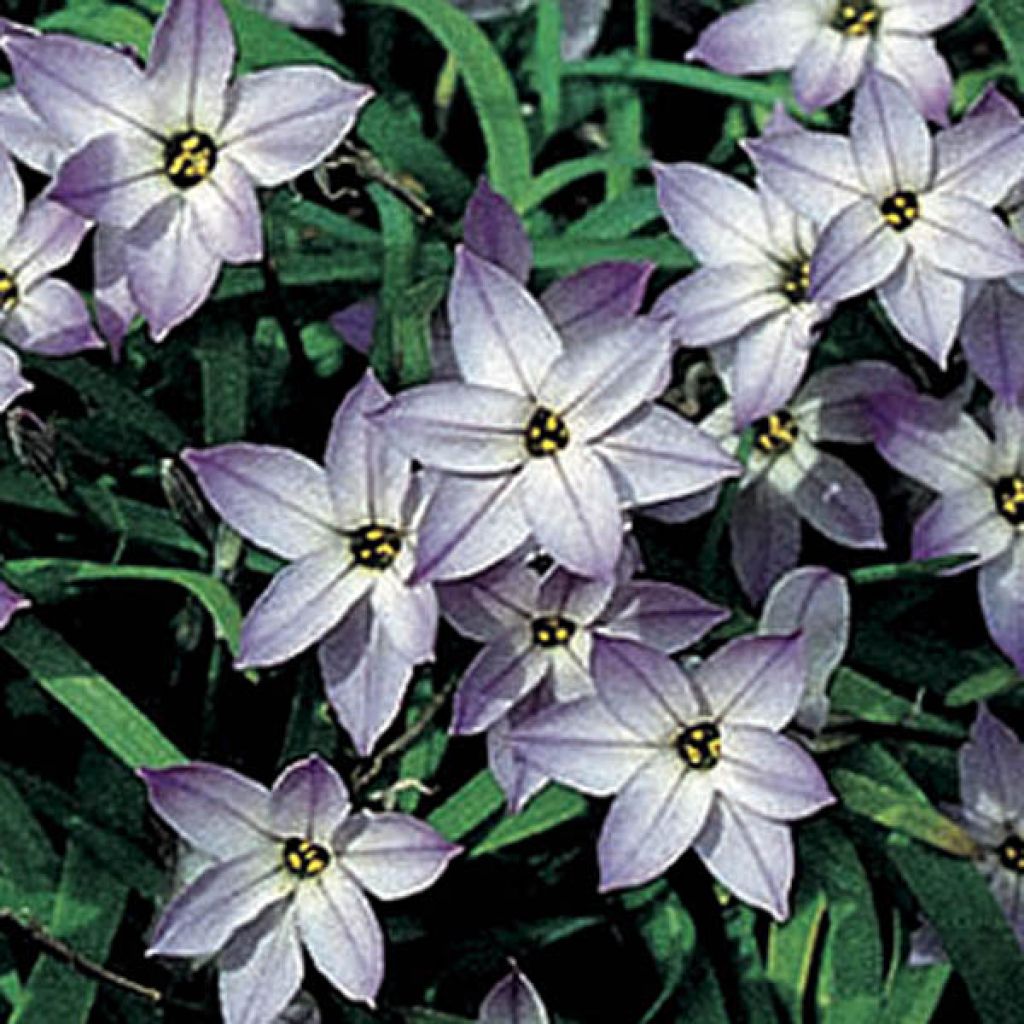 Heinätähti Wisley Blue