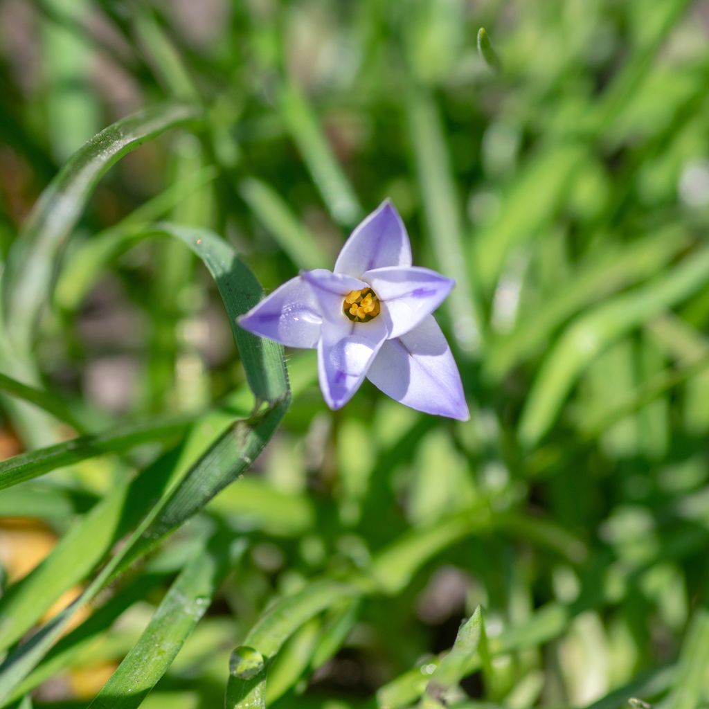 Heinätähti Wisley Blue