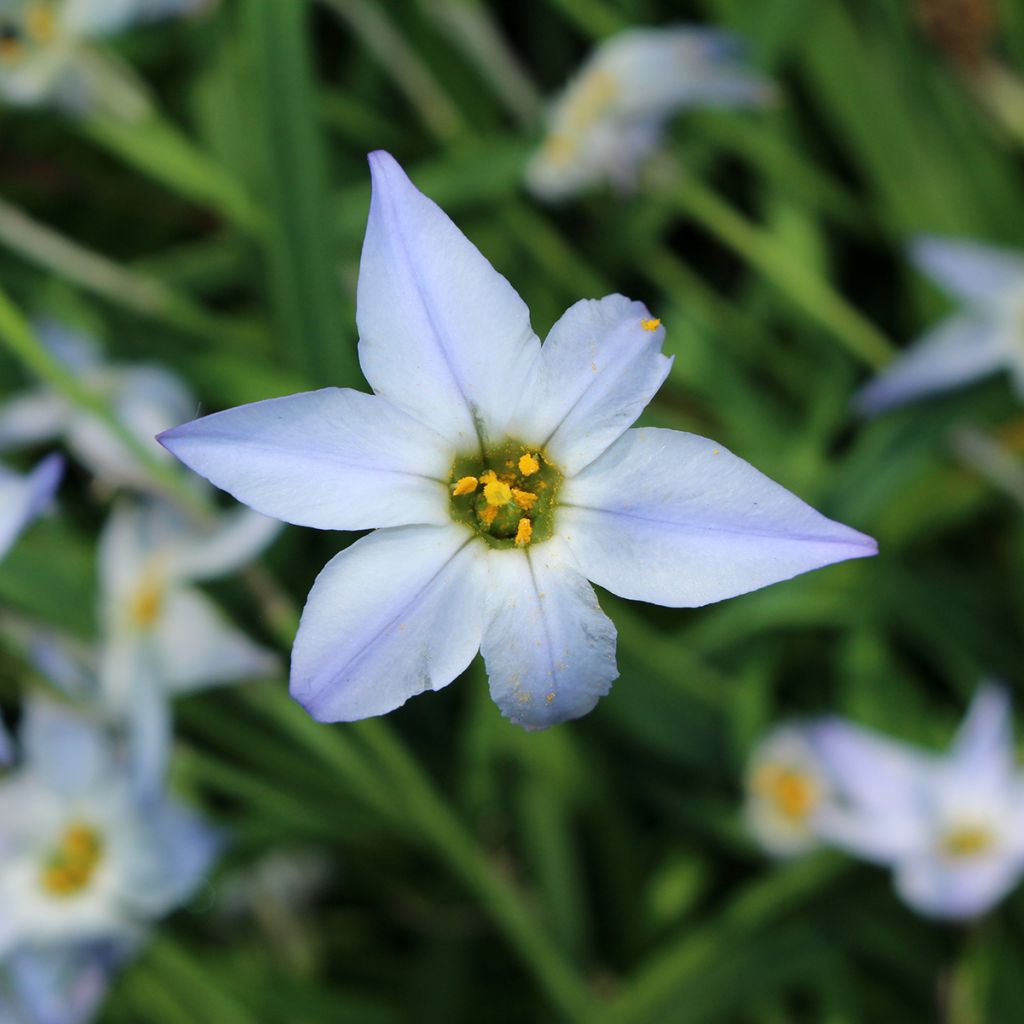 Heinätähti Wisley Blue
