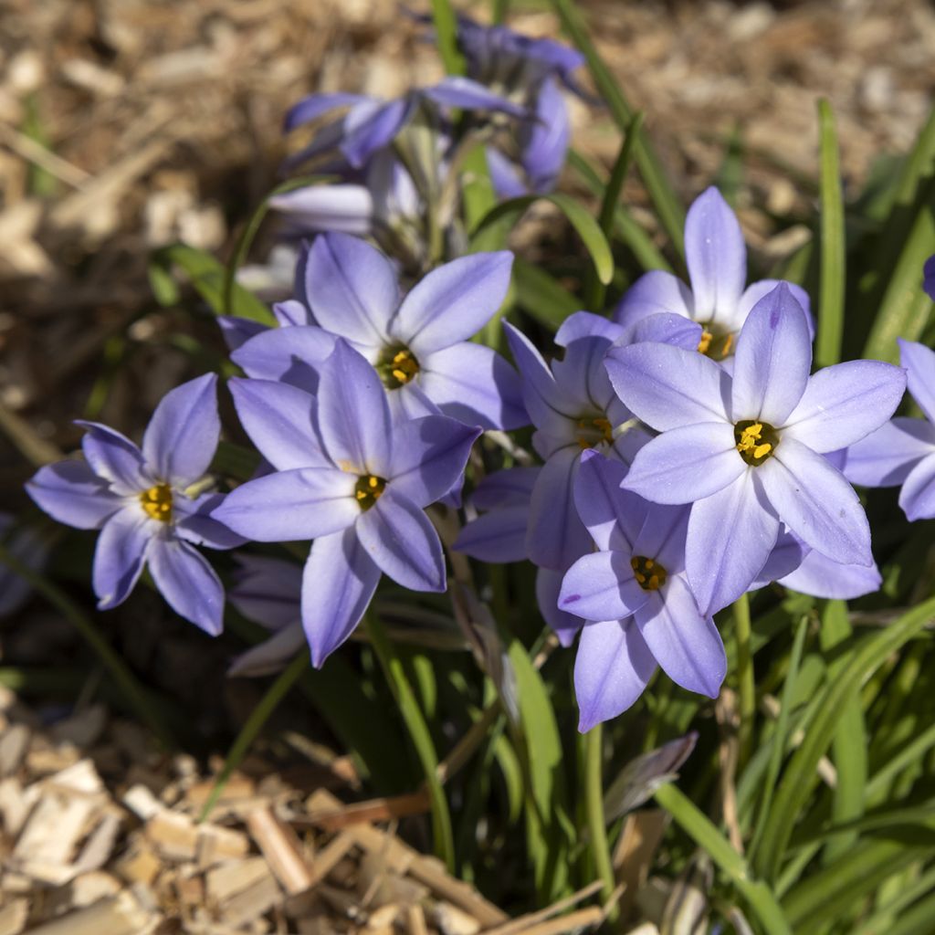 Heinätähti Wisley Blue