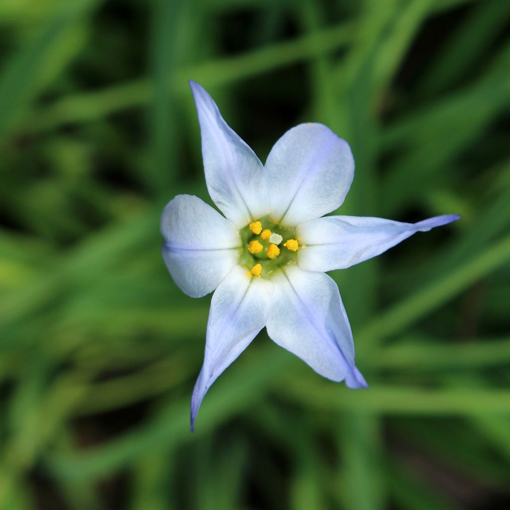 Heinätähti Wisley Blue