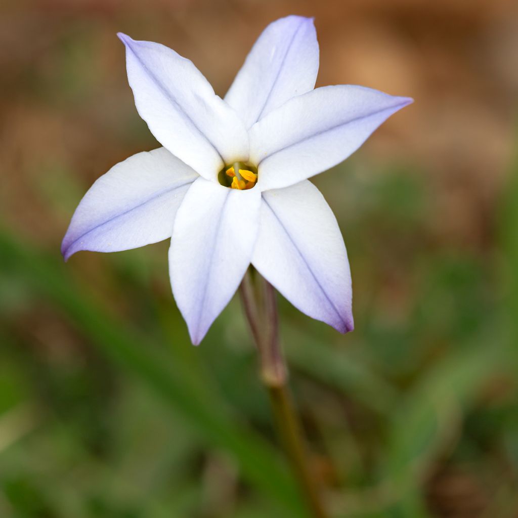 Heinätähti Wisley Blue
