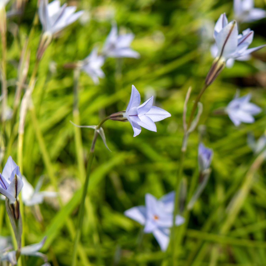 Heinätähti Wisley Blue