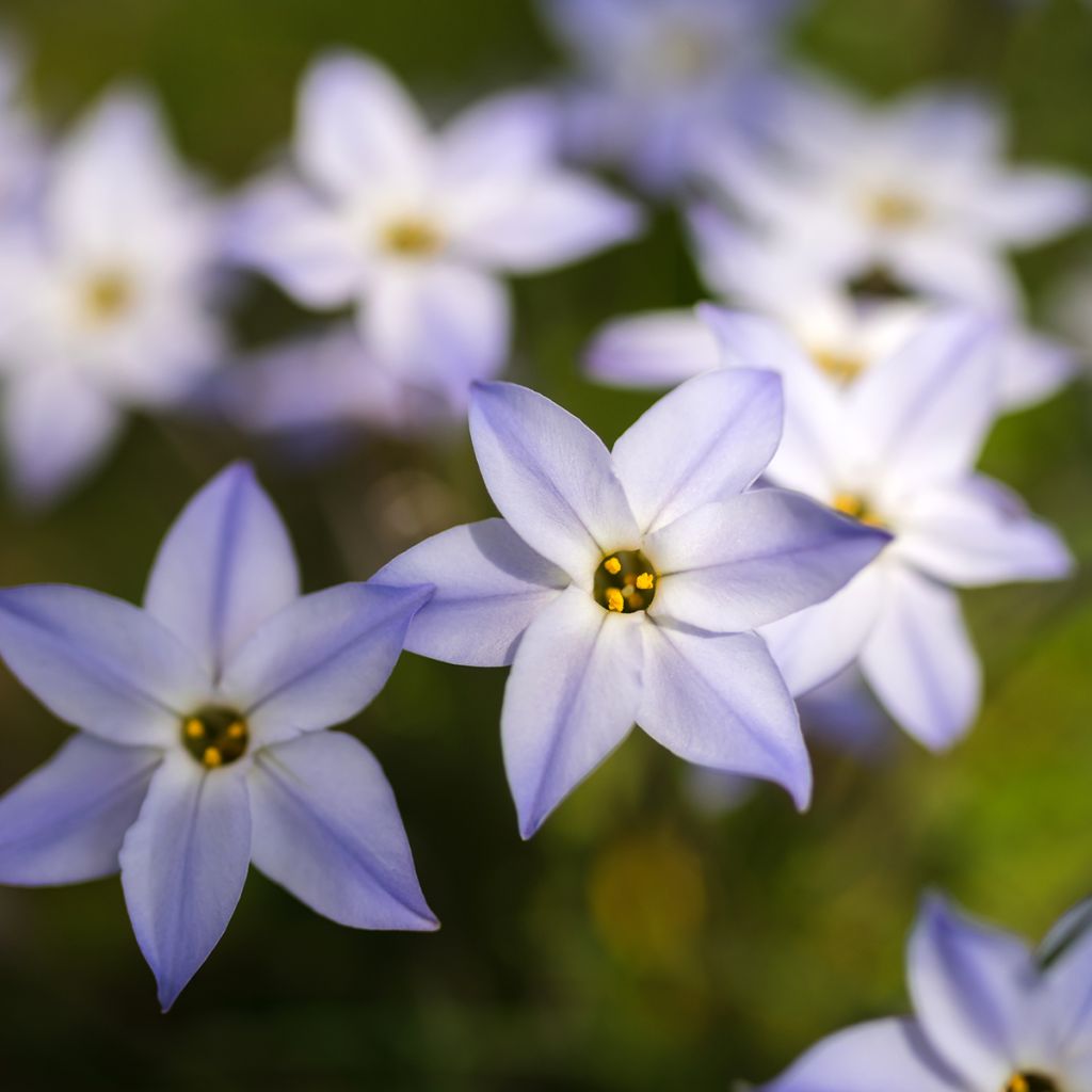 Heinätähti - Ipheion uniflorum