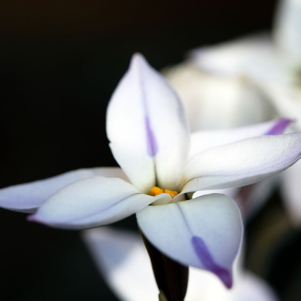 Heinätähti - Ipheion uniflorum