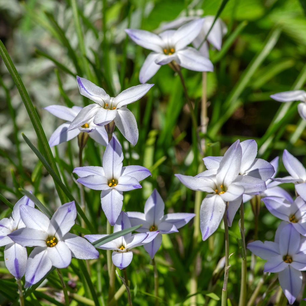 Heinätähti - Ipheion uniflorum