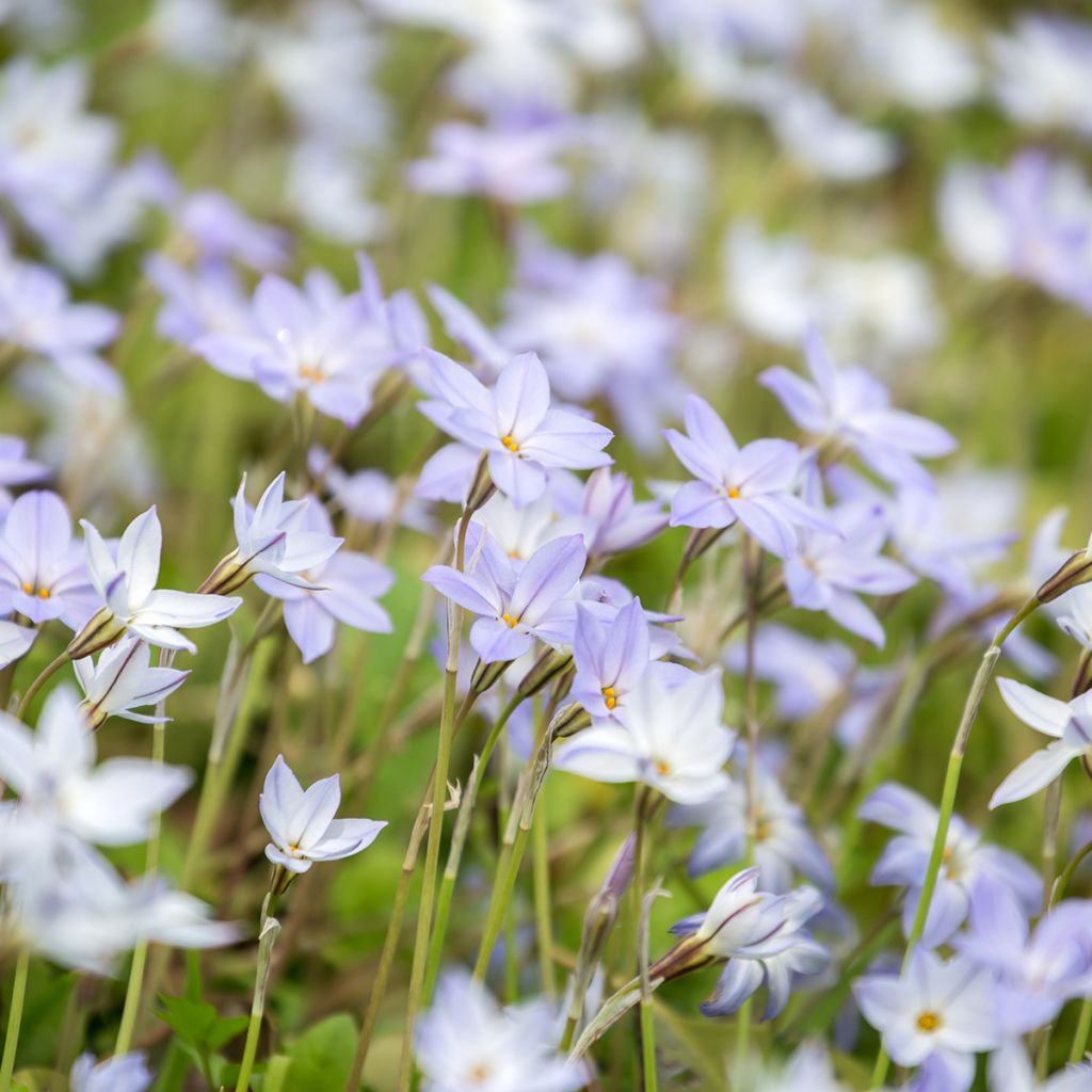 Heinätähti - Ipheion uniflorum