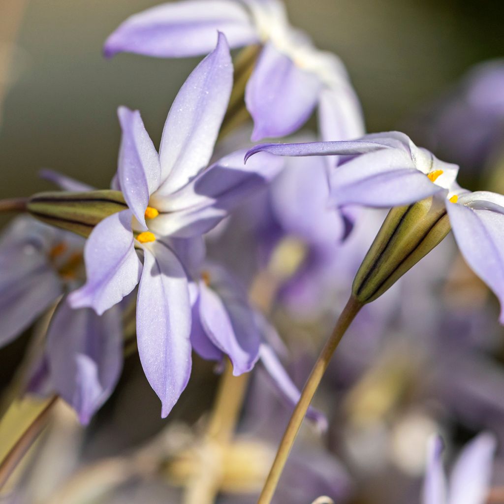 Heinätähti - Ipheion uniflorum
