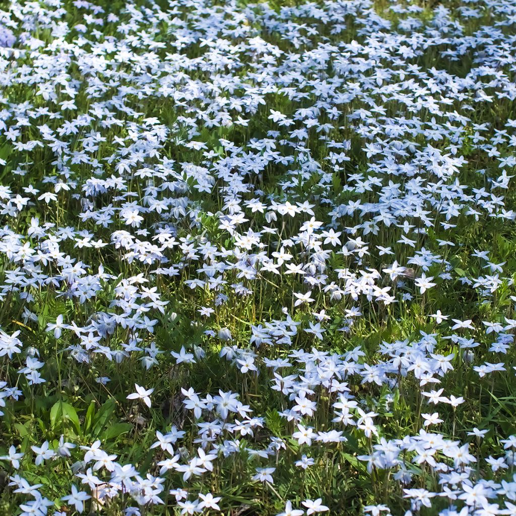 Heinätähti - Ipheion uniflorum