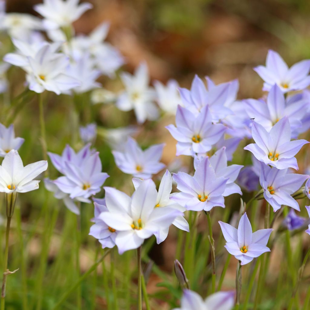 Heinätähti - Ipheion uniflorum