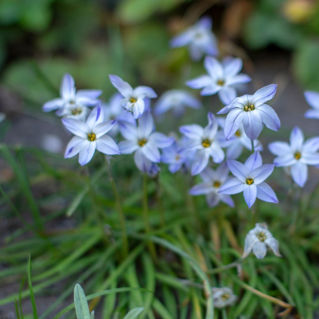 Heinätähti - Ipheion uniflorum