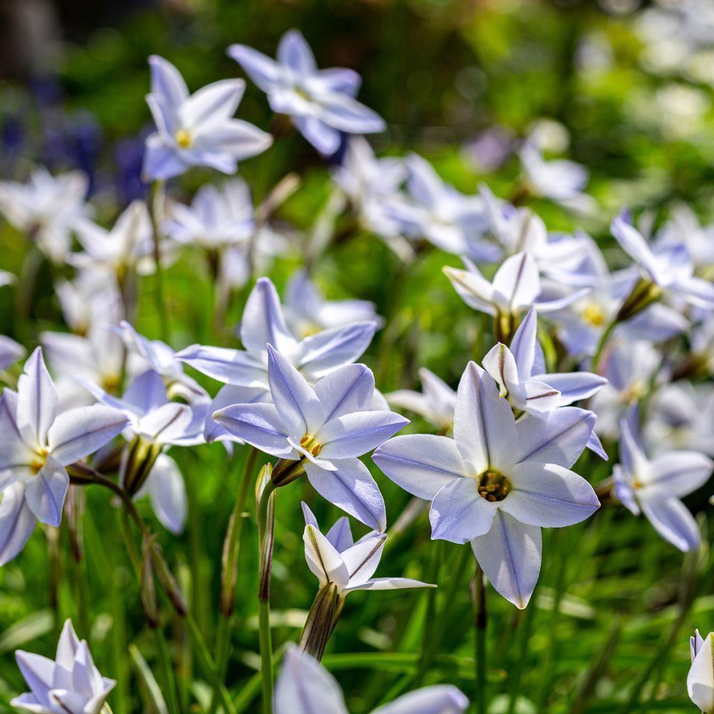 Heinätähti - Ipheion uniflorum