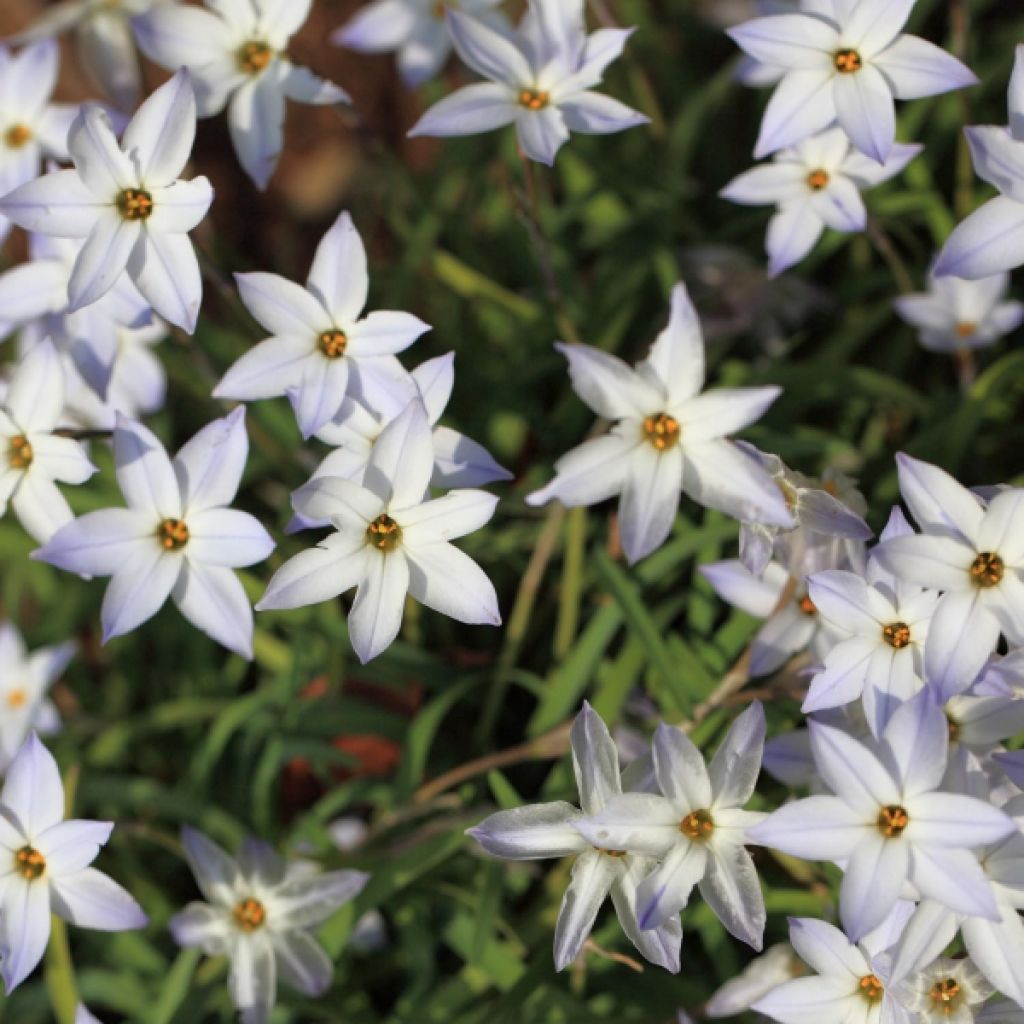 Heinätähti - Ipheion uniflorum