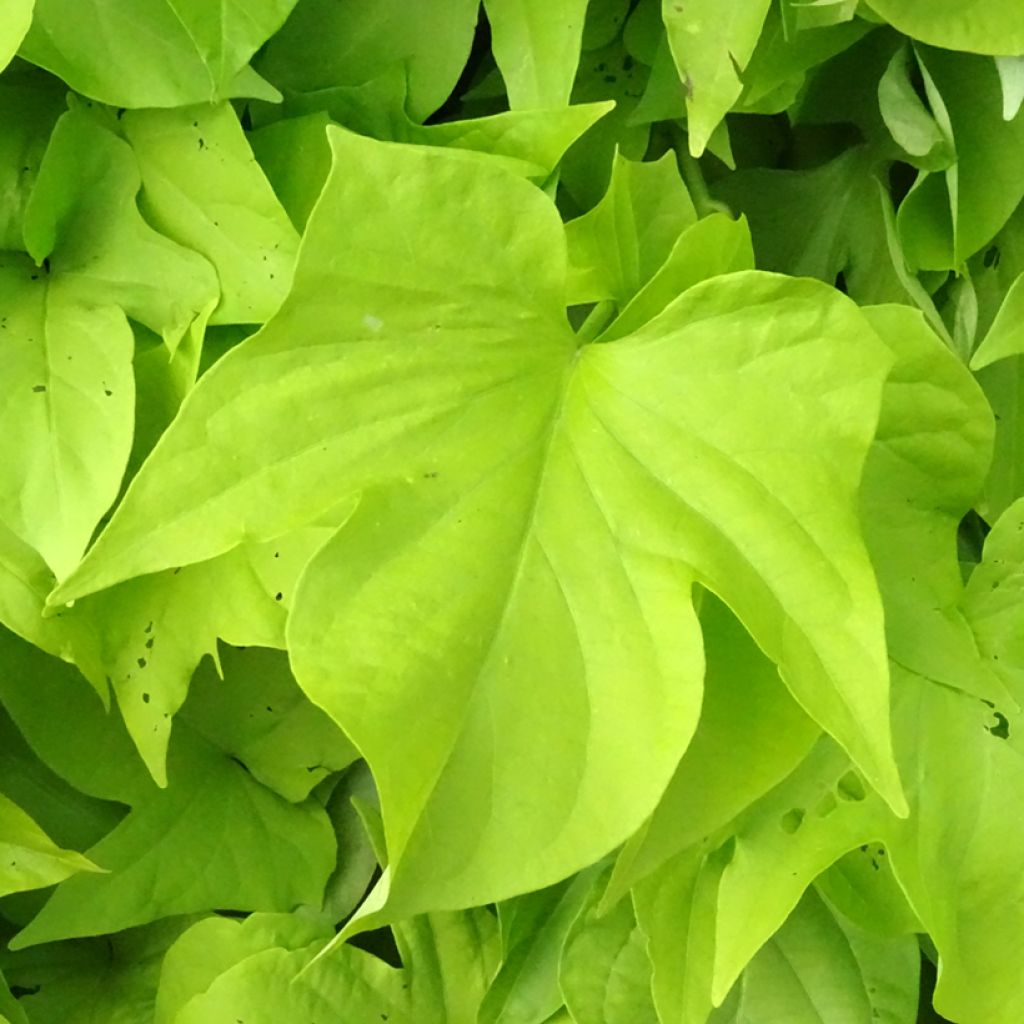 Bataatti Sweet Caroline Light Green