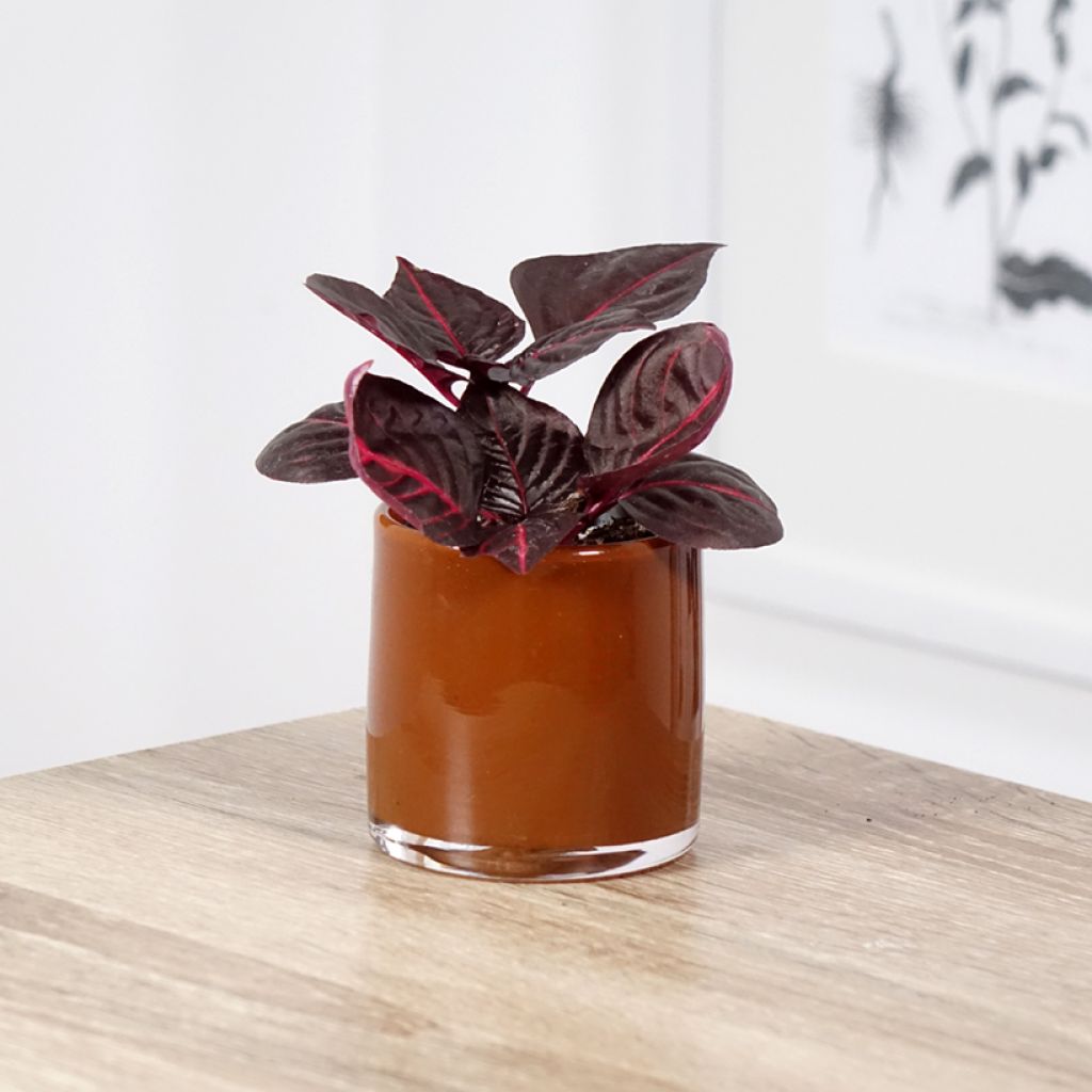 Iresine herbstii Bloodleaf