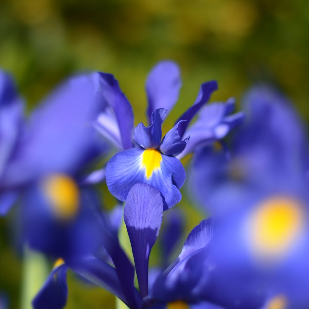 Hollanninkurjenmiekka Blue Magic