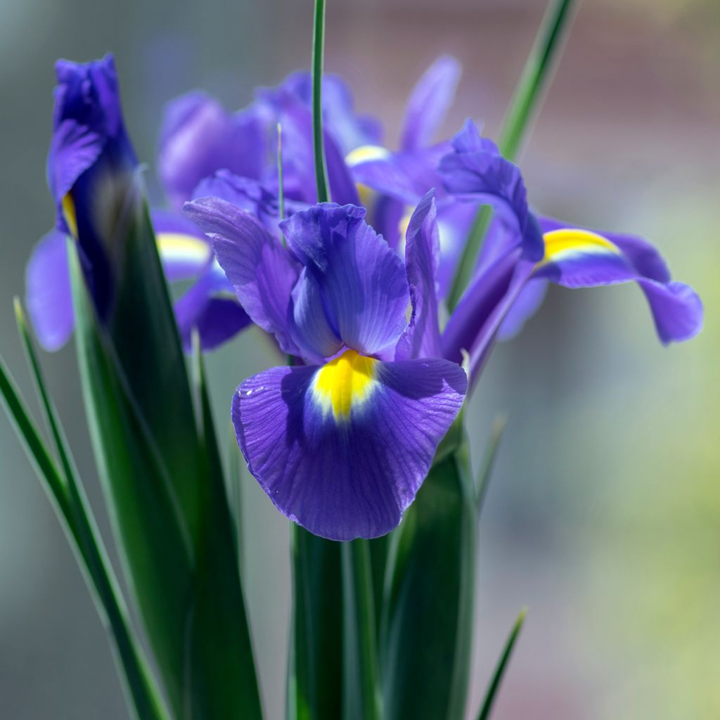 Hollanninkurjenmiekka Sapphire Beauty