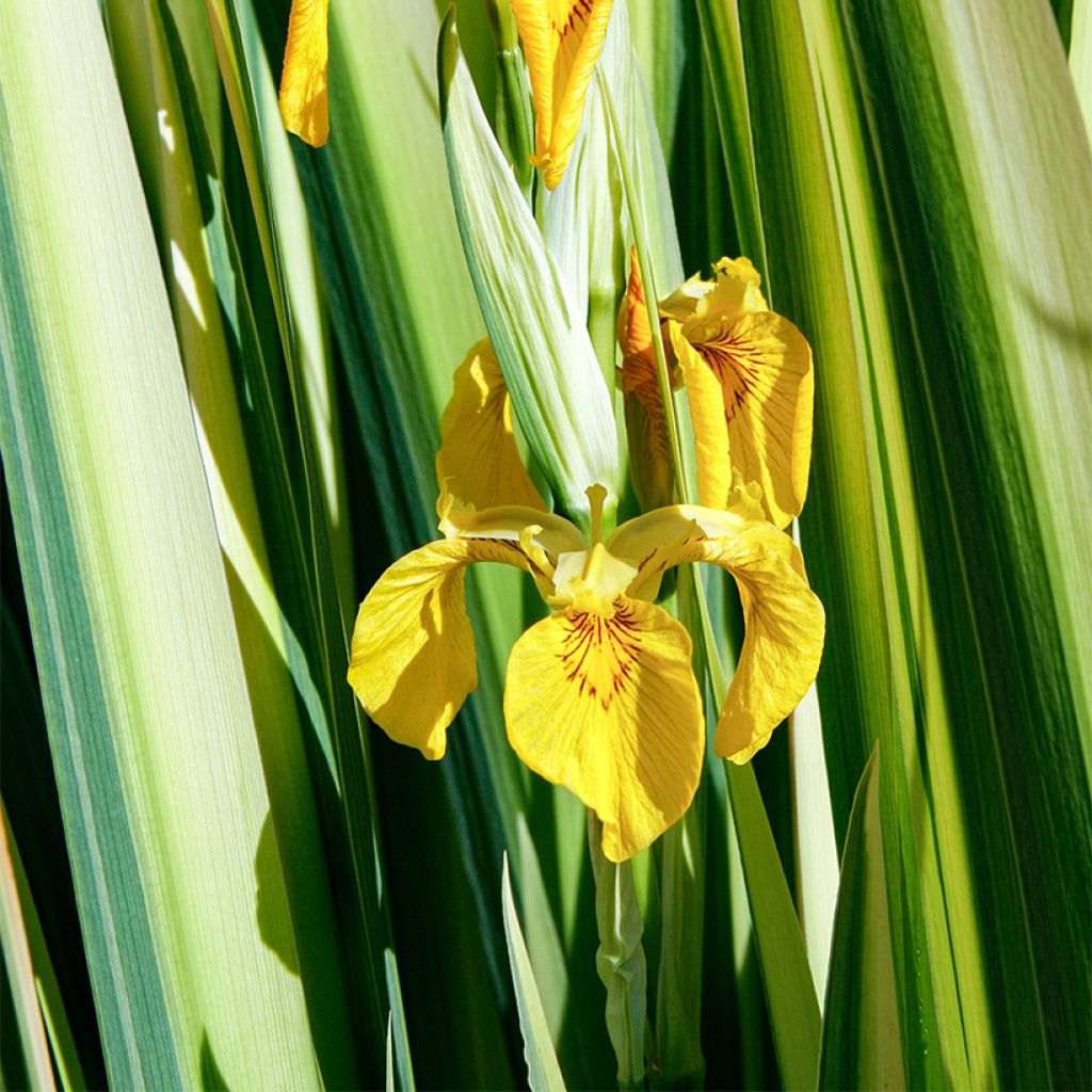 Keltakurjenmiekka Variegata