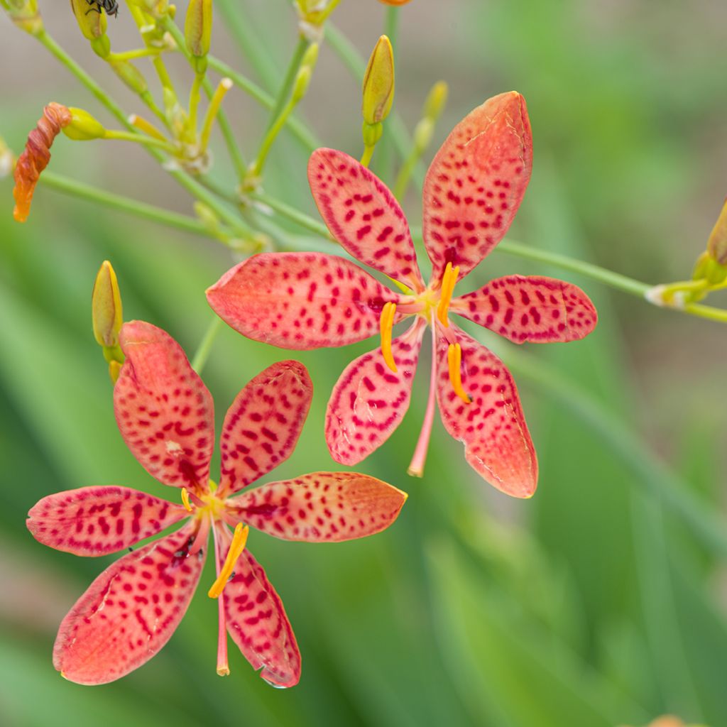 Leopardikurjenmiekka - Belamcanda chinensis