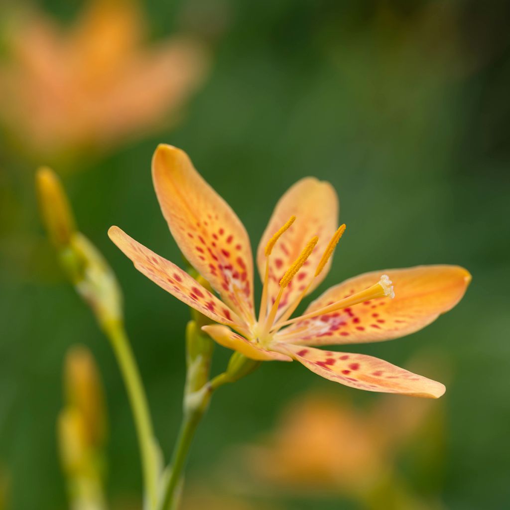 Leopardikurjenmiekka - Belamcanda chinensis