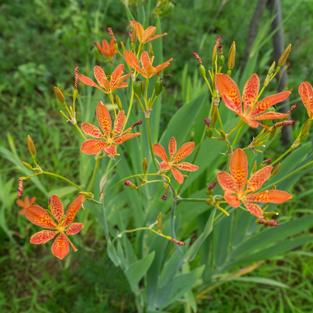 Leopardikurjenmiekka - Belamcanda chinensis