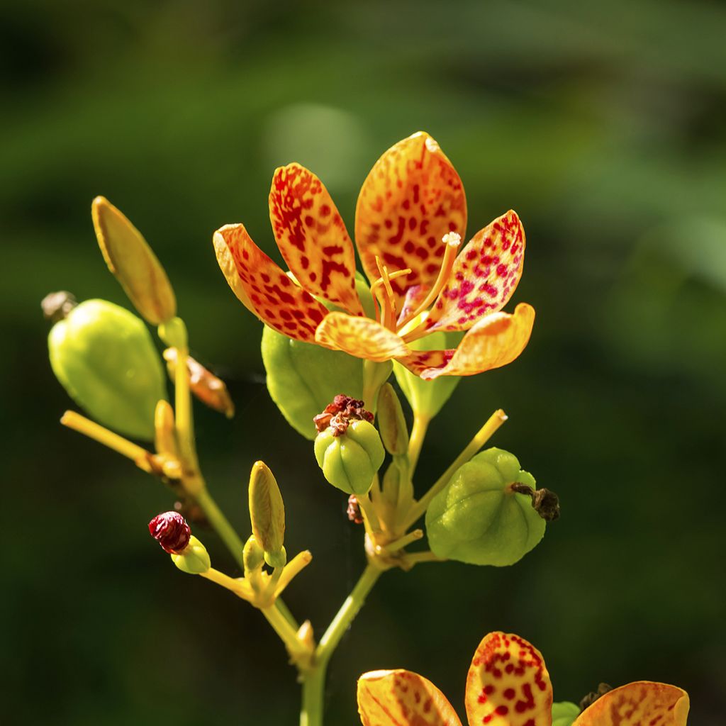 Leopardikurjenmiekka - Belamcanda chinensis