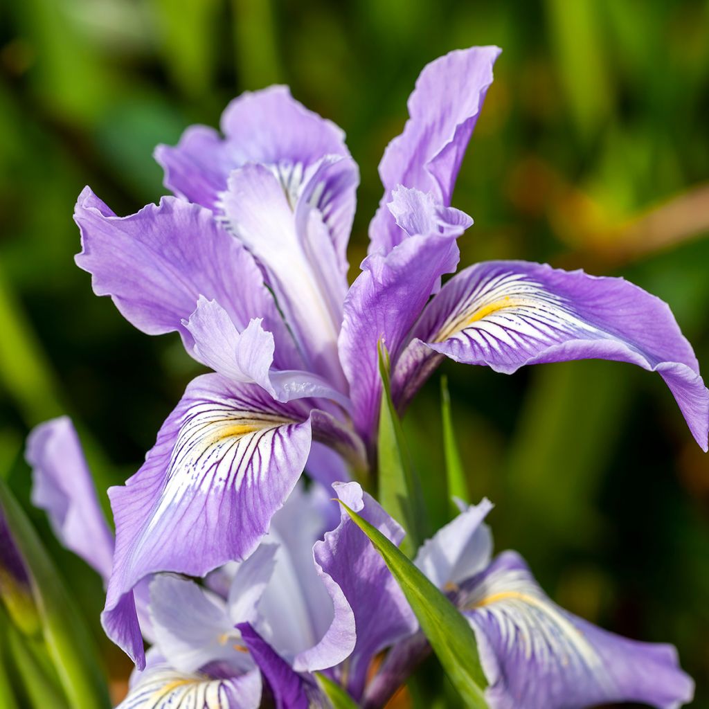 Kurjenmiekka - Iris douglasiana