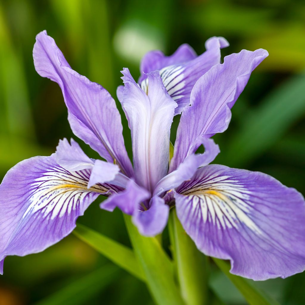 Kurjenmiekka - Iris douglasiana