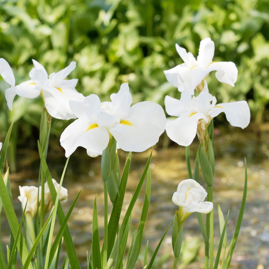 Japaninkurjenmiekka Diamant