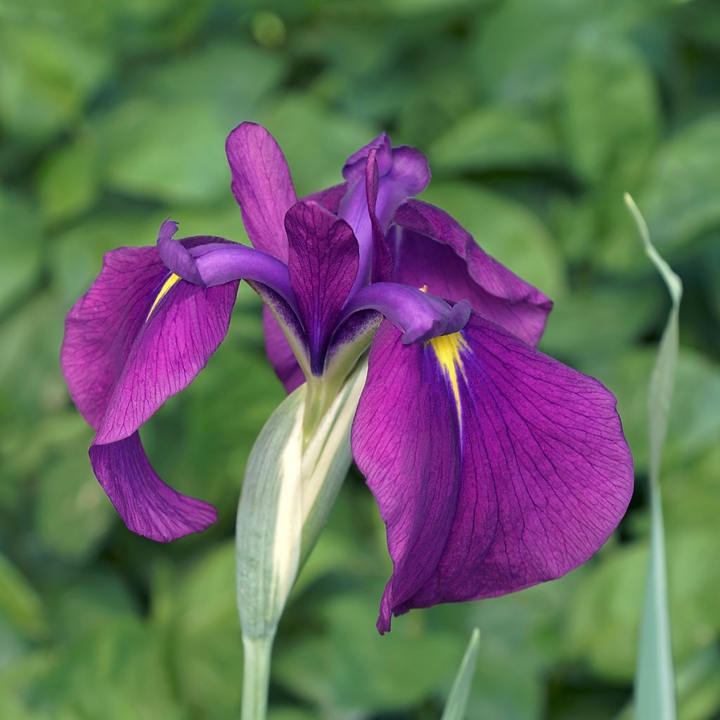 Japaninkurjenmiekka Variegata