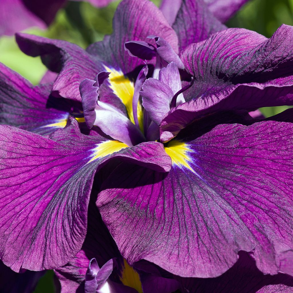 Japaninkurjenmiekka Variegata