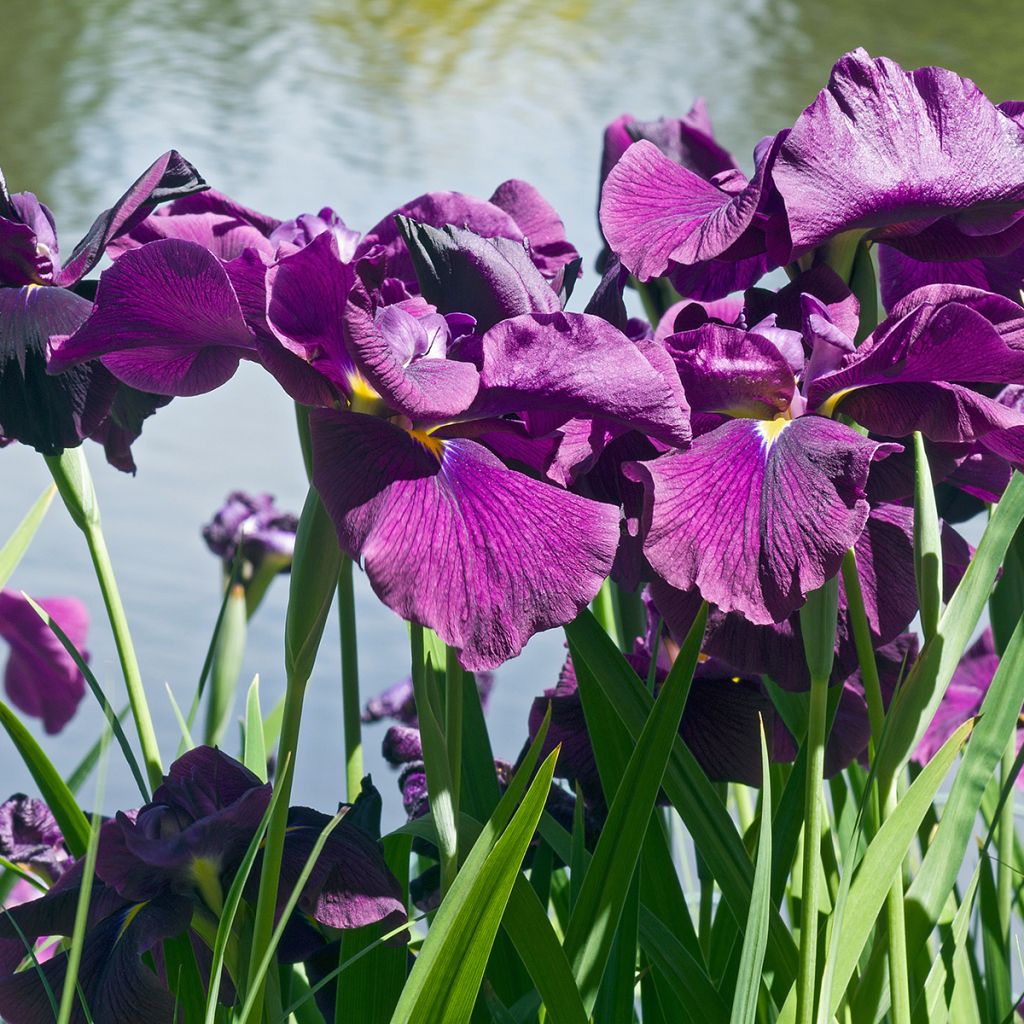 Japaninkurjenmiekka Variegata