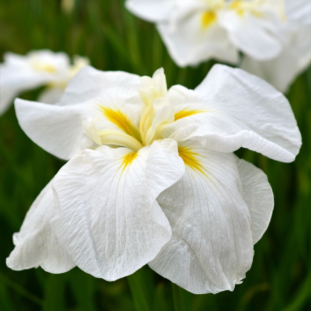 Japaninkurjenmiekka White Ladies