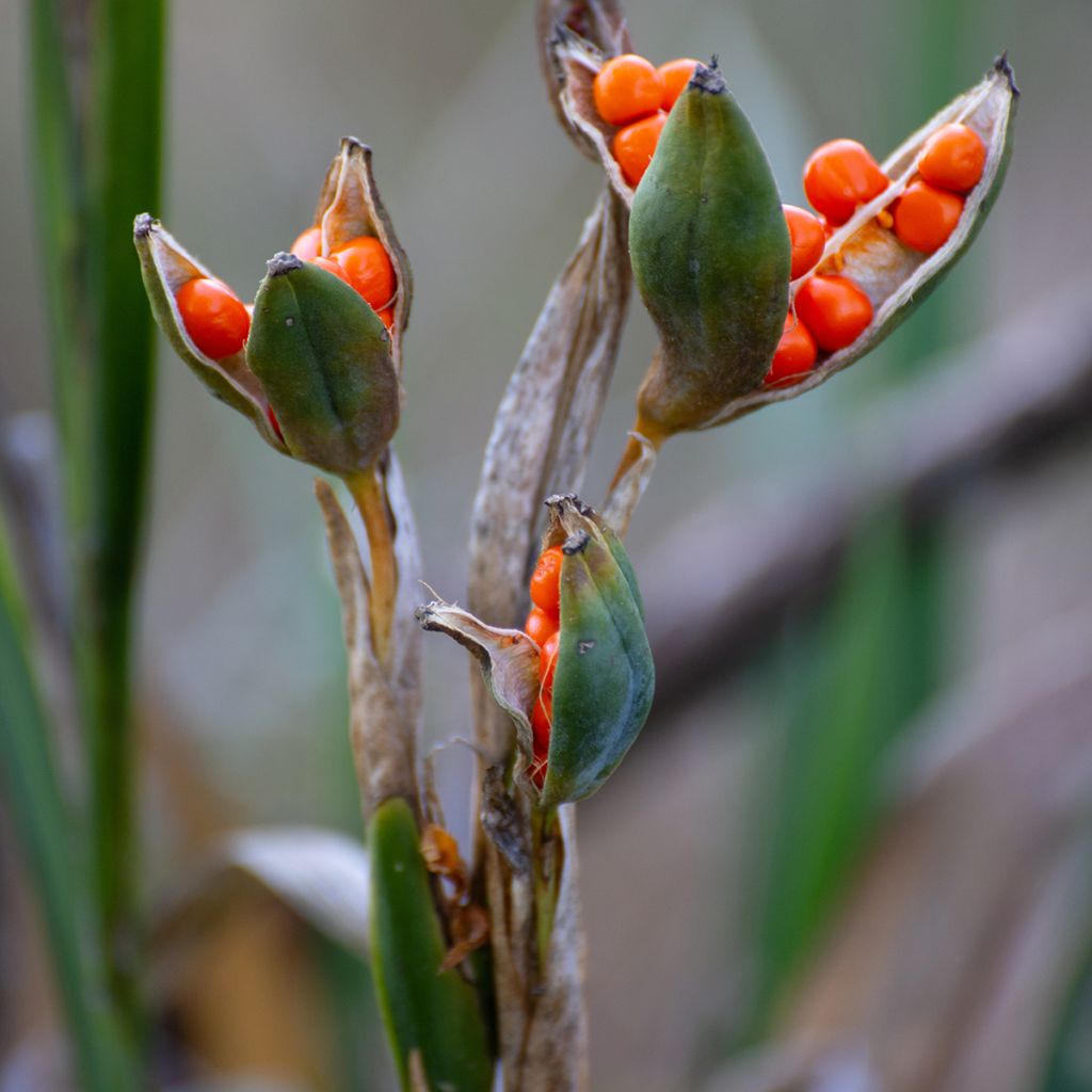 Haisukurjenmiekka - Iris foetidissima