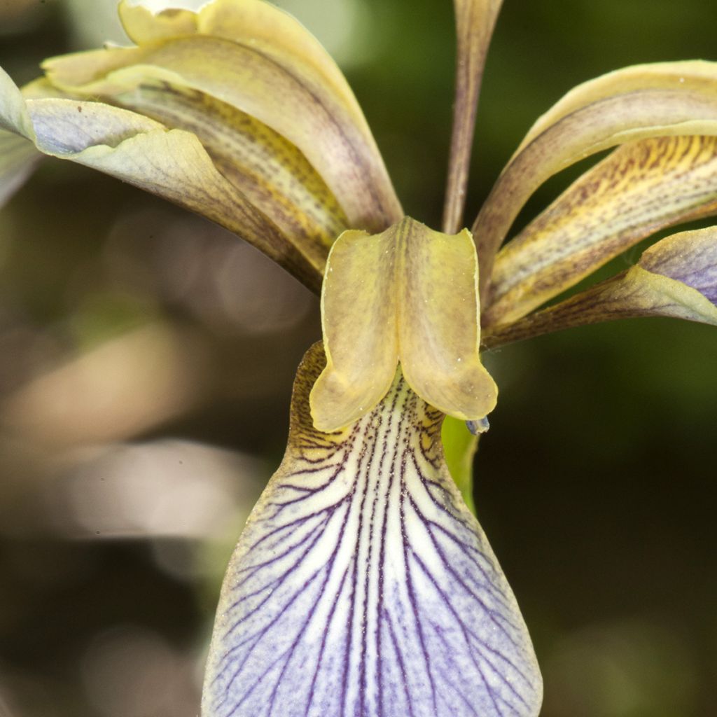 Haisukurjenmiekka - Iris foetidissima