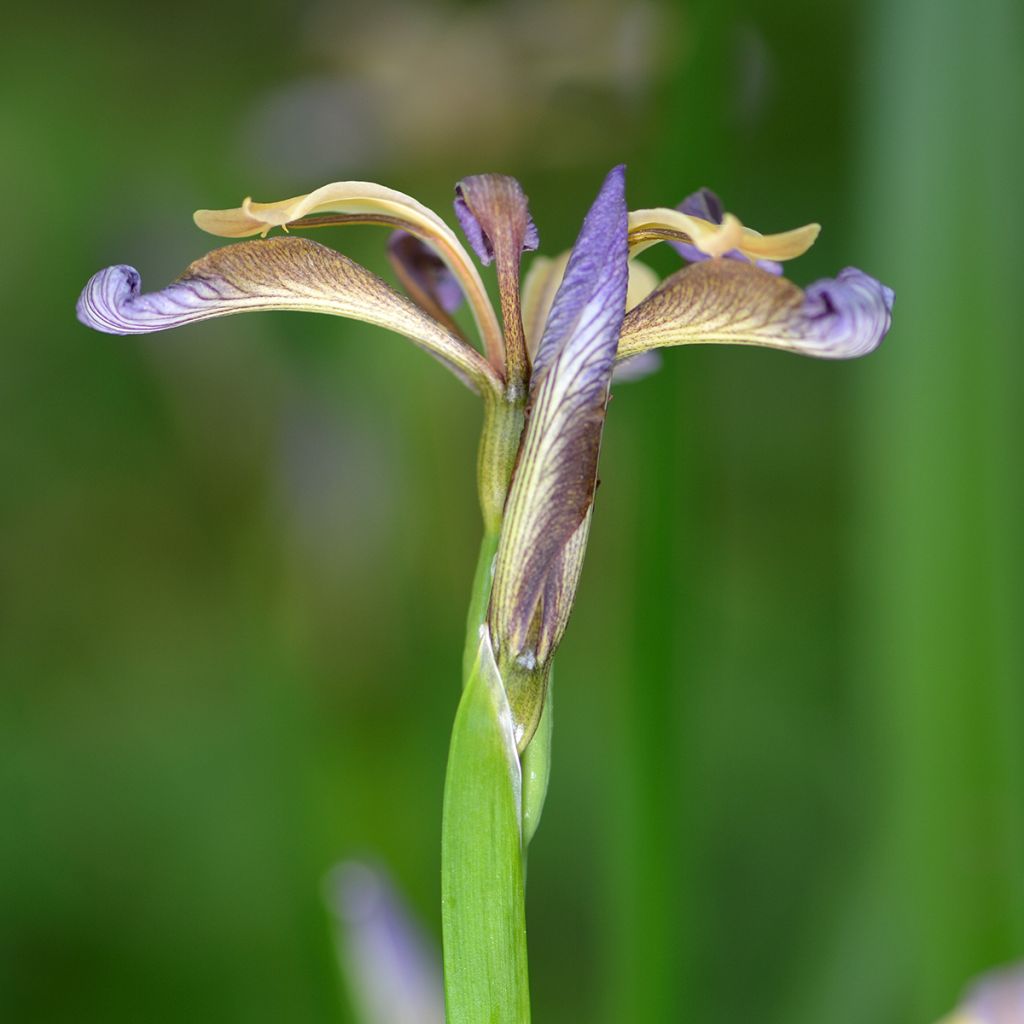 Haisukurjenmiekka - Iris foetidissima