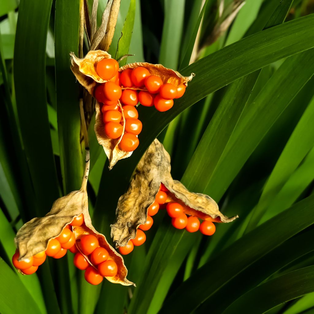 Haisukurjenmiekka - Iris foetidissima