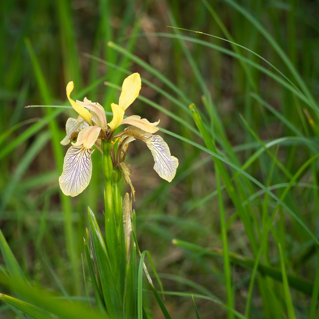 Haisukurjenmiekka - Iris foetidissima