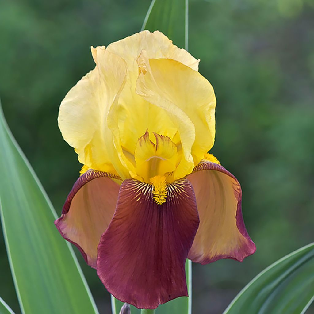 Saksankurjenmiekka Accent Variegata