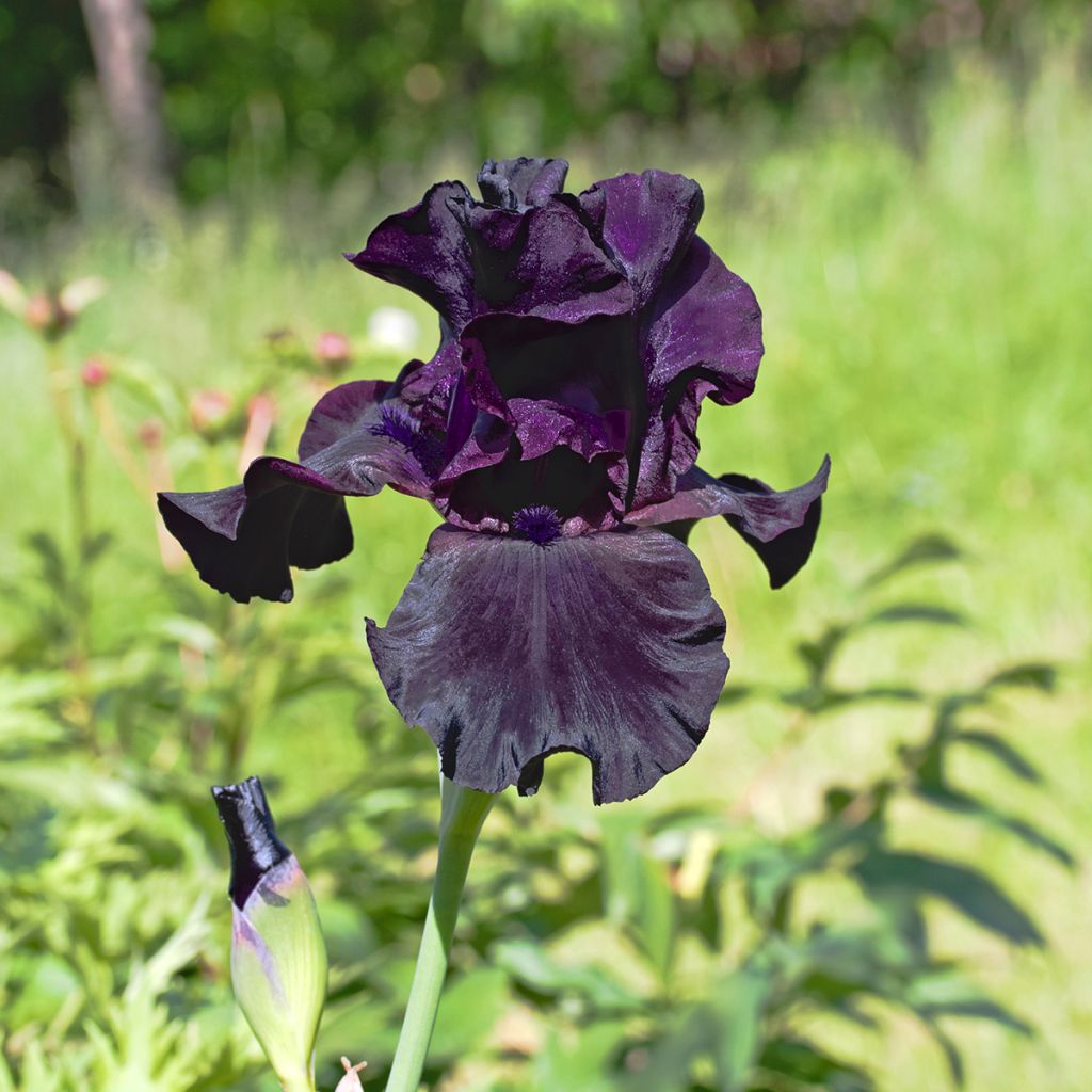 Saksankurjenmiekka Black Suited