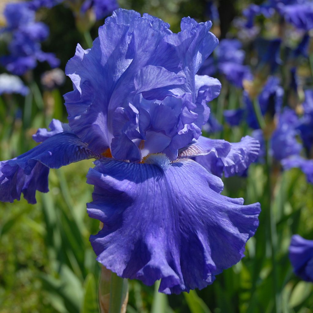 Saksankurjenmiekka Blenheim Royal