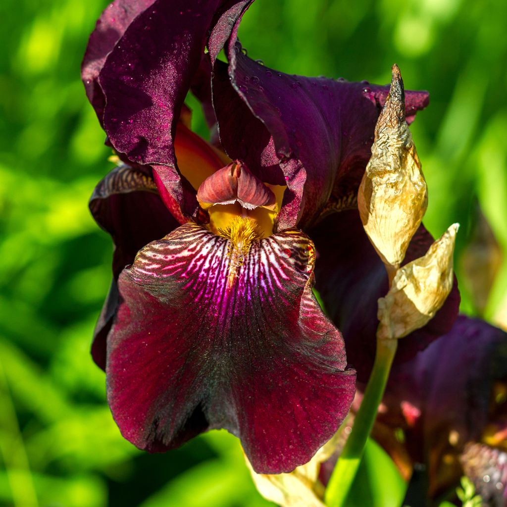 Saksankurjenmiekka Red Orchid