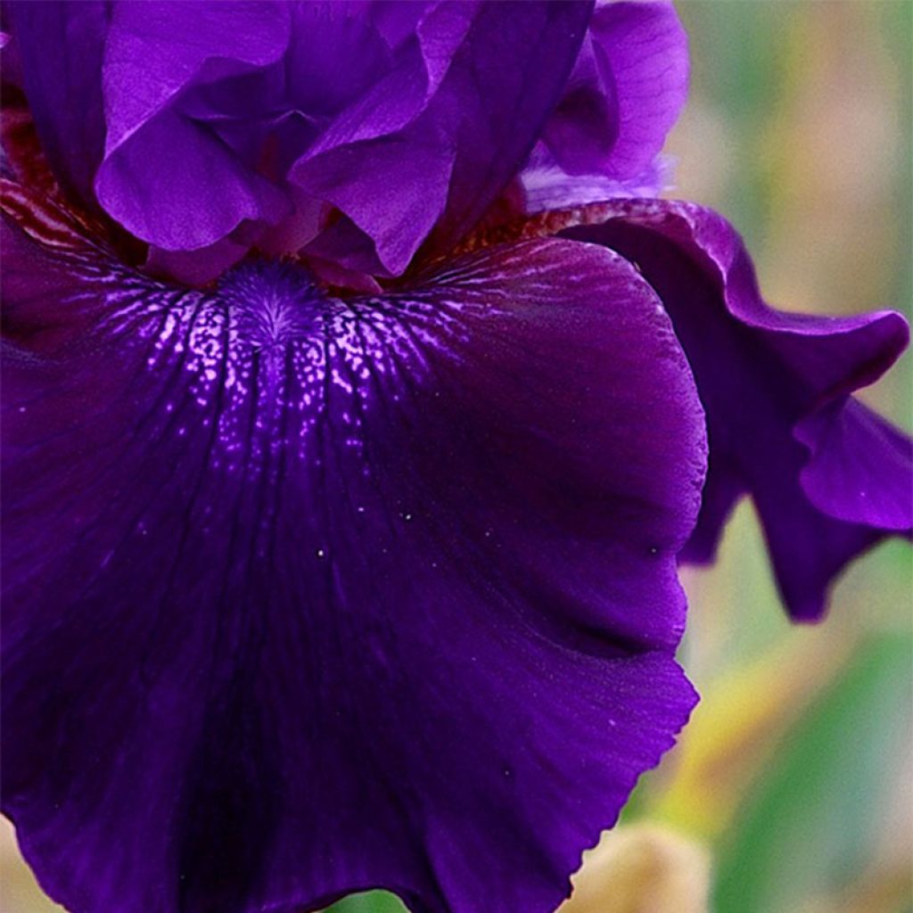 Saksankurjenmiekka Rosalie Figge