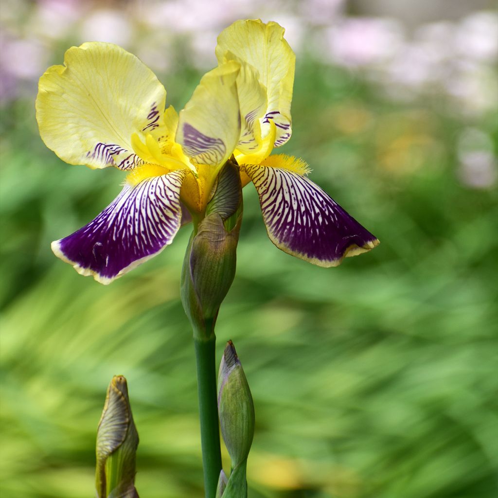 Saksankurjenmiekka Stellata
