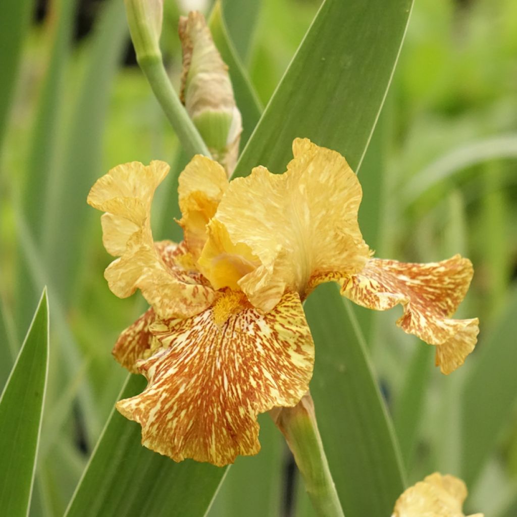 Saksankurjenmiekka Tiger Honey