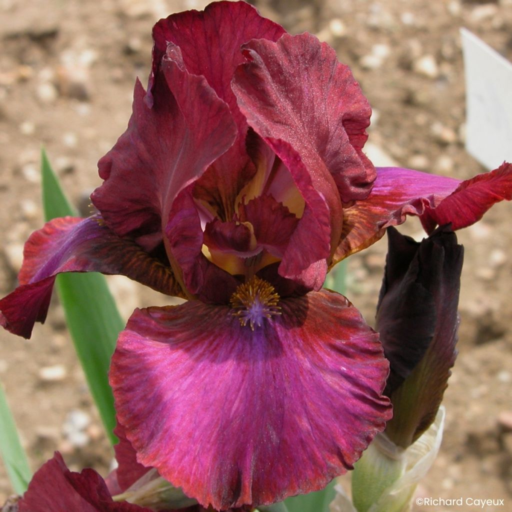 Saksankurjenmiekka Wrangler (keskikorkea)