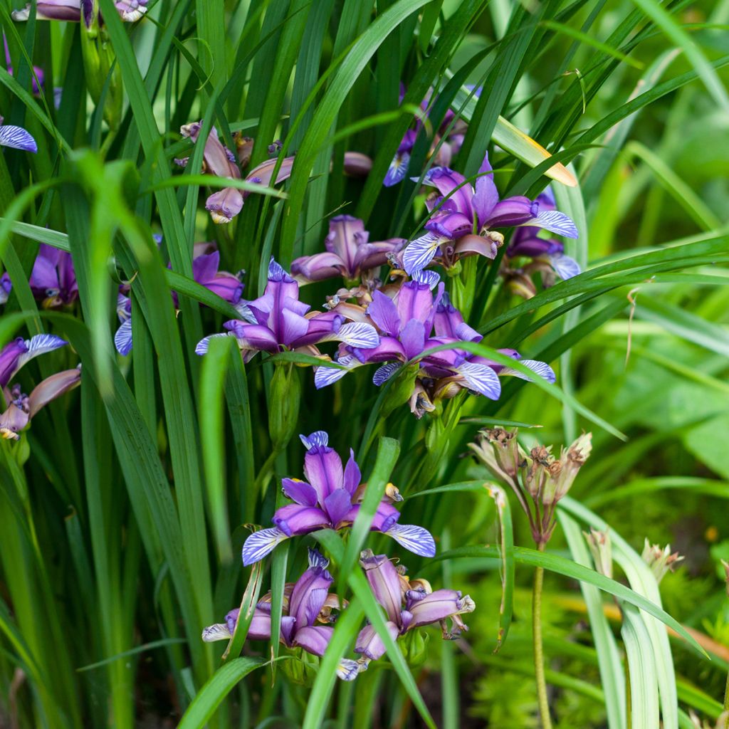 Mätäskurjenmiekka - Iris graminea